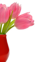 pink tulips in red vase isolated on white