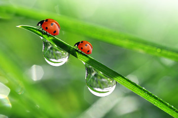 fresh morning dew and ladybird