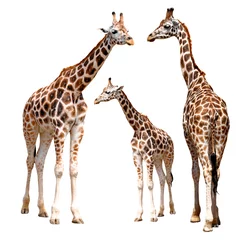 Vlies Fototapete Giraffe Giraffen isoliert
