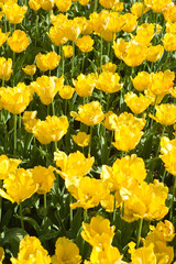 Yellow tulips