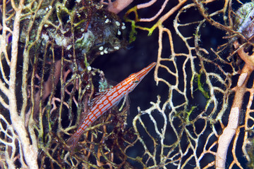 Longnose hawkfish (oxycirrhites typus) in de Red Sea.