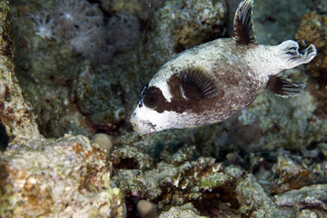 Masked puffer in de Red Sea.