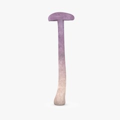 laccaria amethystina