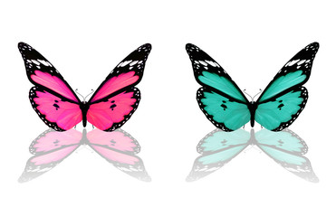 Pink and blue butterfly, isolated on white