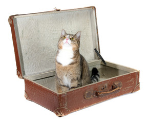 fascinated little cat in old suitcase
