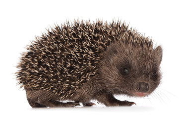 small hedgehog