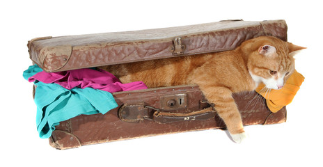 snoopy tomcat in old suitcase with clothes