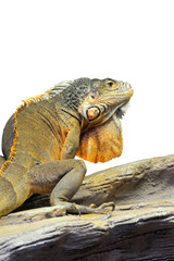 Iguana