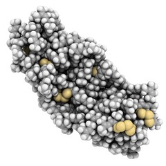 vulcanized polyisoprene (vulcanized rubber)