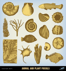 Engraving vintage Fossils set illustrations.