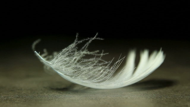 white feather fly away