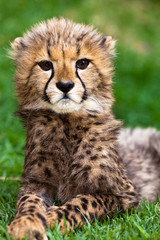 Fototapeta na wymiar Leopard młody leżącego w trawie