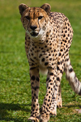Leopard walking on the grass