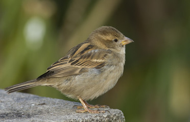 House Sparrow