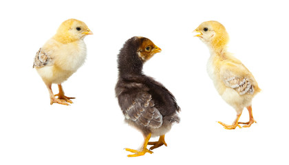 three easter chickens on isolated white