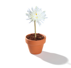 Blumentopf mit Blume