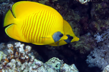 Fototapeta na wymiar Masked butterflyfish in the Red Sea.