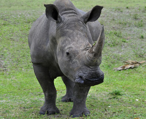 Fototapeta premium White Rhinoceros