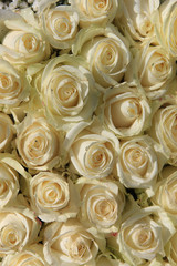 Obraz na płótnie Canvas grupa białych róż
