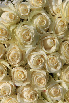 group of white roses © Studio Porto Sabbia