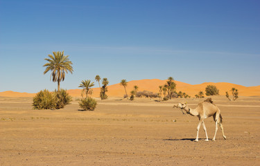 camel in the Sahara desert