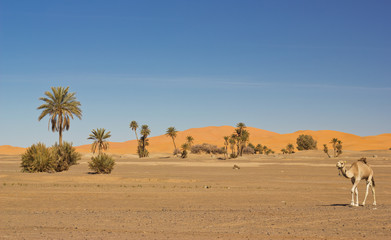 Fototapeta na wymiar wielbłąd na Saharze