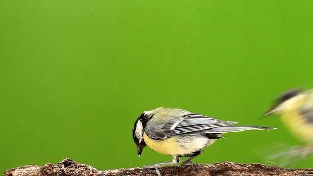 Great tit - Struggle for daily bread! part 1