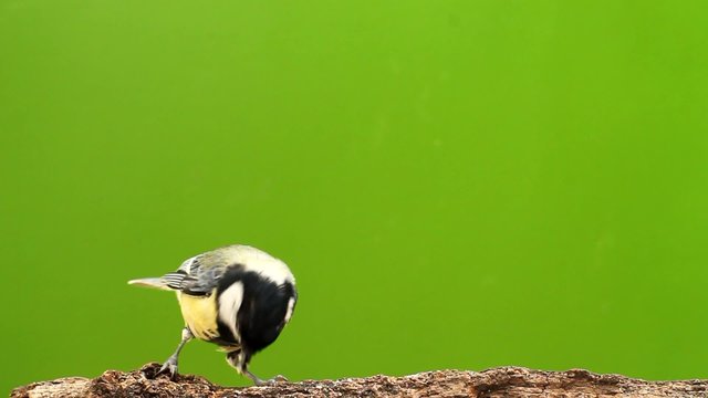 Great tit - Struggle for daily bread! part 3