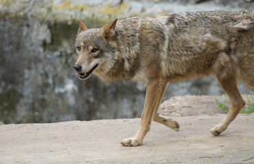 grey wolf