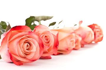 red roses