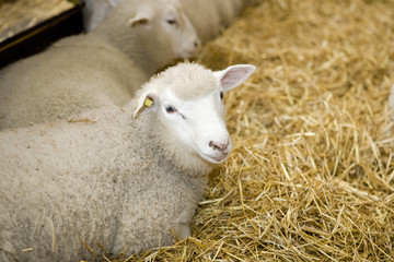 Sheeps