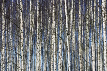 Fotobehang Bomen volledig frame © gemenacom
