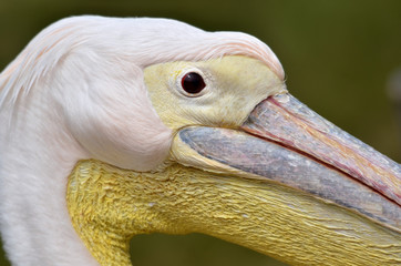 Profile portrait of white pelican (Pelecanus onocrotalus)