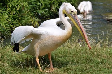 White pelican (Pelecanus onocrotalus) standing on grass