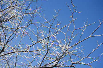 Branches with snow