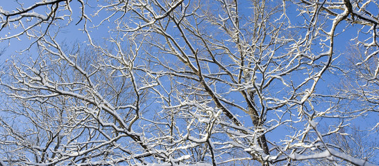 Branches with snow