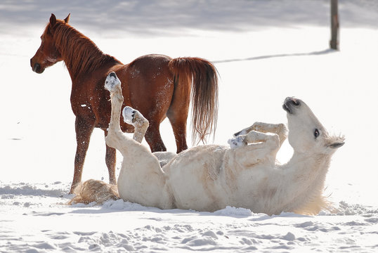 Cavalli su neve
