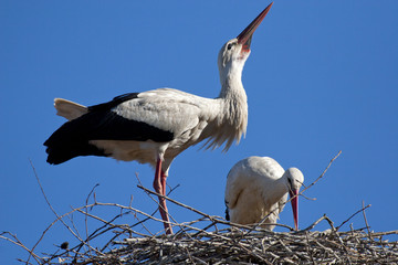 pair of white storks in courtship