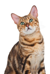 lovely cat isolated on white