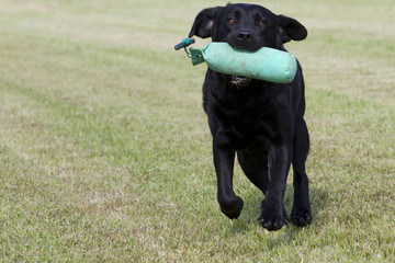 Labrador in training