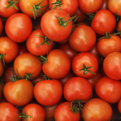 Tomatoes