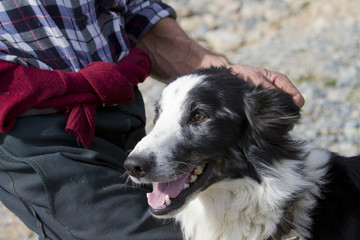 shepherd dog