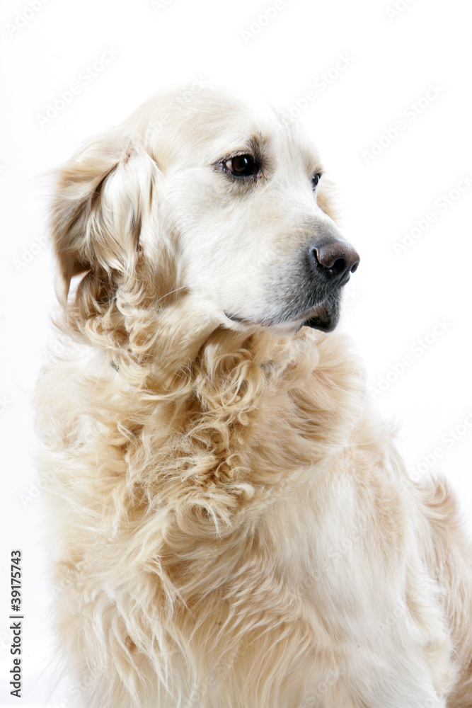 Wall mural Golden Retriever