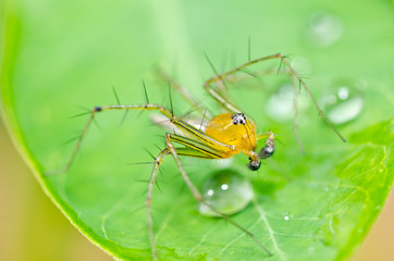 long legs spider in green nature
