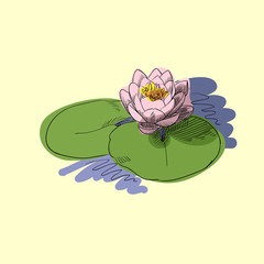 Vector illustration of pink lotus flower