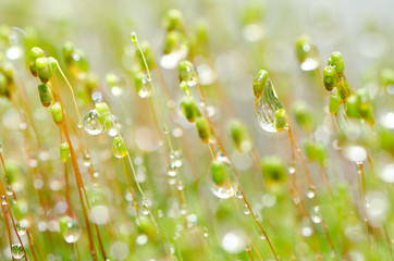 fresh moss and water drops in green nature