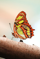 Red lacewing butterfly (lat. Cethosia biblis)