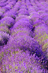 Obraz premium color lavender field