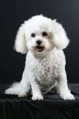 Caniche blanc