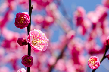 紅梅の花のクローズアップ